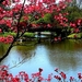 voorjaar-bloemen-natuur-bloesem-achtergrond