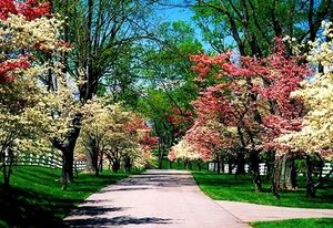 voorjaar-bloesem-bloemen-park-achtergrond