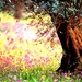 voorjaar-natuur-bloemen-licht-achtergrond