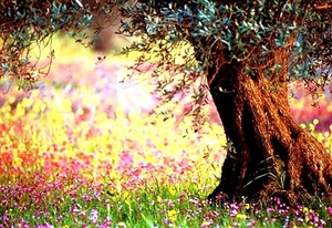 voorjaar-natuur-bloemen-licht-achtergrond