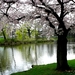 voorjaar-natuur-bloesem-bloemen-achtergrond