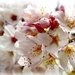 voorjaar-witte-bloemen-kersenbloesem-achtergrond