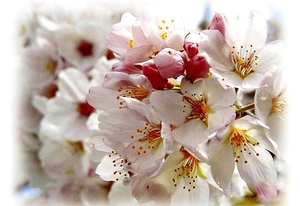 voorjaar-witte-bloemen-kersenbloesem-achtergrond