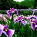 bloemen-bloemblad-paarse-voorjaar-achtergrond