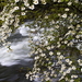 bloemen-bloesem-voorjaar-kersenbloesem-achtergrond (1)