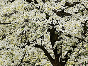 bloemen-bloesem-voorjaar-kersenbloesem-achtergrond