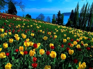 bloemen-duitsland-weide-natuur-achtergrond