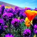 bloemen-lavendel-paarse-wildflower-achtergrond