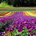 bloemen-lavendel-veld-paarse-achtergrond
