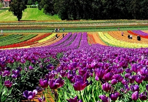 bloemen-lavendel-veld-paarse-achtergrond