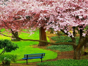 bloemen-natuur-bloesem-voorjaar-achtergrond