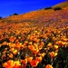 bloemen-slaapmutsje-wildflower-natuur-achtergrond