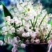 bloemen-stilleven-voorjaar-bloesem-achtergrond