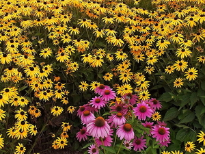 bloemen-susan-met-zwarte-ogen-rode-zonnehoed-gele-achtergrond