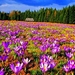 bloemen-tommie-crocus-kretenzische-krokus-lentekrokus-achtergrond