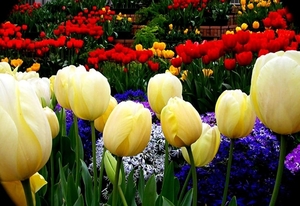bloemen-tulp-bloemblad-bloemisterij-achtergrond