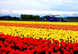 bloemen-tulp-veld-rode-achtergrond