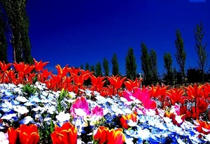 bloemen-tulp-voorjaar-wildflower-achtergrond