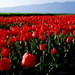 bloemen-voor-dubbele-monitoren-veld-tulp-achtergrond