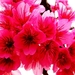 bloemen-voorjaar-bloemblad-roze-achtergrond