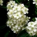 bloemen-voorjaar-witte-flora-achtergrond