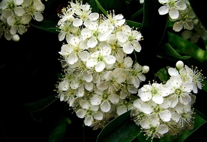 bloemen-voorjaar-witte-flora-achtergrond