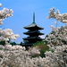 japan-bloemen-bloesem-pagode-achtergrond