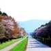 japan-bloemen-kersenbloesem-voorjaar-achtergrond