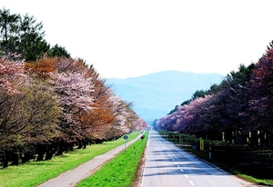 japan-bloemen-kersenbloesem-voorjaar-achtergrond