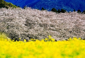 japan-canola-bloemen-bergen-achtergrond