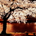 kersenbloesem-bloesem-bloemen-voorjaar-achtergrond