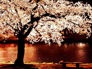 kersenbloesem-bloesem-bloemen-voorjaar-achtergrond