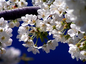 macro-bloem-bloemen-bloesem-voorjaar-achtergrond