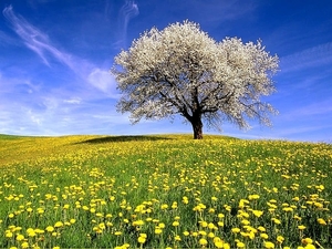 natuur-veld-weide-voorjaar-achtergrond