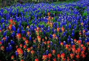 bloemen-blauwe-bluebonnet-texas-achtergrond