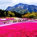 bergen-bloemen-roze-natuur-achtergrond