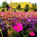 bloemen-cosmea-wildflower-weide-achtergrond