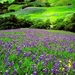 bloemen-lavendel-weide-echte-achtergrond