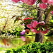 bloemen-natuur-voorjaar-bloesem-achtergrond