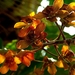 bloemen-orchidee-flora-voorjaar-achtergrond