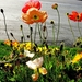 bloemen-papaver-bloemblad-wildflower-achtergrond