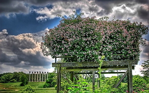 hdr-fotos-natuur-bloemen-wolken-achtergrond