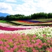 japan-bloemen-veld-wolken-achtergrond