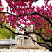 monument-bloemen-voorjaar-bloesem-achtergrond