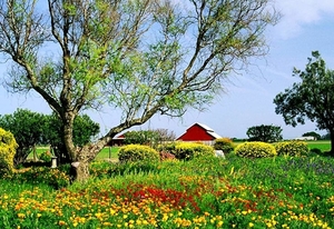 natuur-weide-bloemen-veld-achtergrond