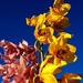 orchidee-bloemen-blauwe-bloemblad-achtergrond