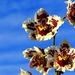 orchidee-bloemen-bloemblad-bloesem-achtergrond