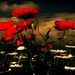 papaver-bloemen-natuur-rode-achtergrond