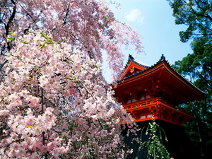 tempel-bloemen-bloesem-kersenbloesem-achtergrond
