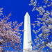 washington-d-c-obelisk-bloesem-blauwe-achtergrond